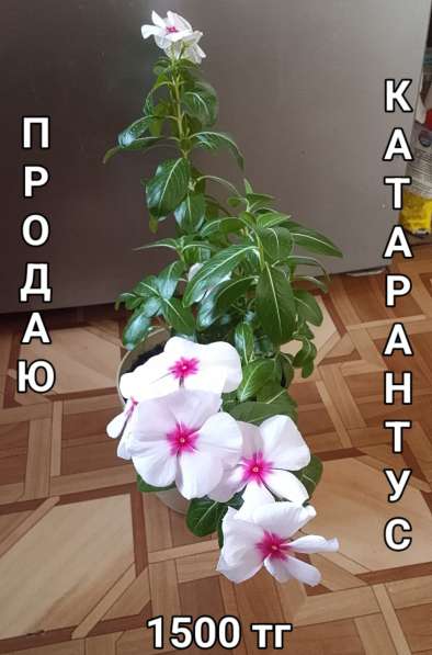 Катарантусы разных расцветок продаю в фото 20