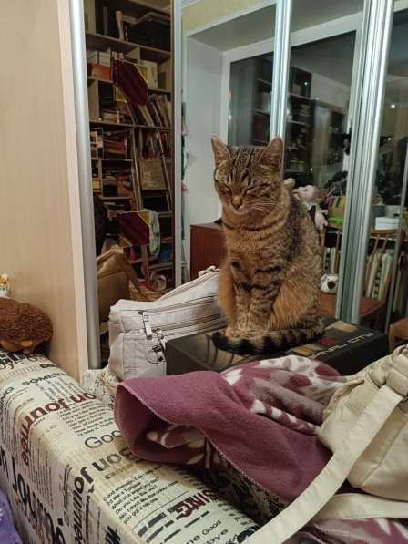 Котята - подростки ищут дом в Москве фото 6