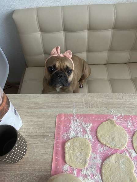 Ищем добрые руки в Ярославле