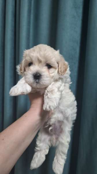 Щенки Мальтезе в