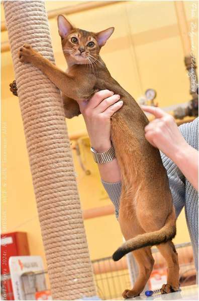 Абиссинские котята в Сочи