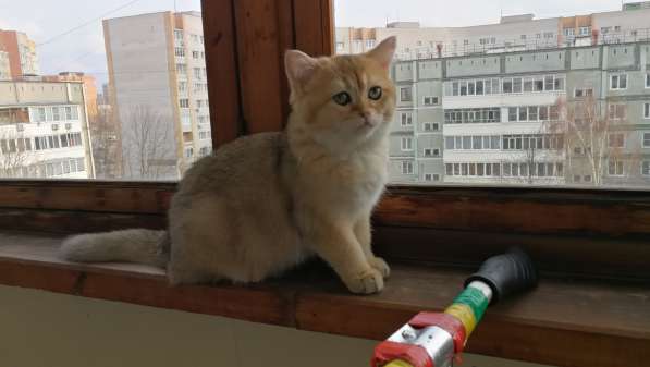 Шотландская золотая шиншилла в Обнинске фото 12