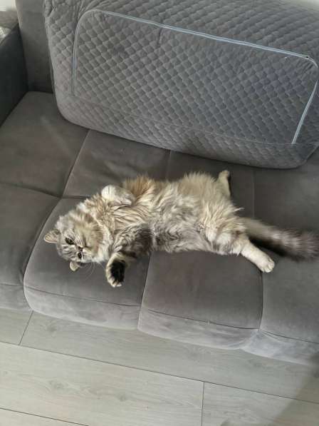 Кот в добрые руки в Самаре фото 3