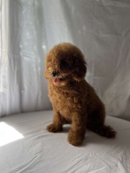 Poodle red в 