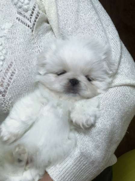 Пекинес белоснежный в 