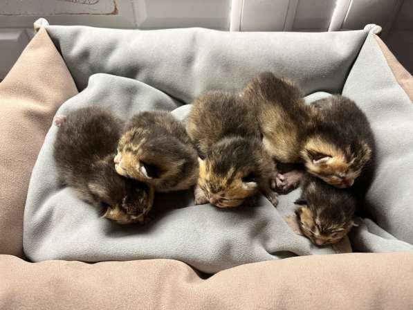 Котята золотая шиншила