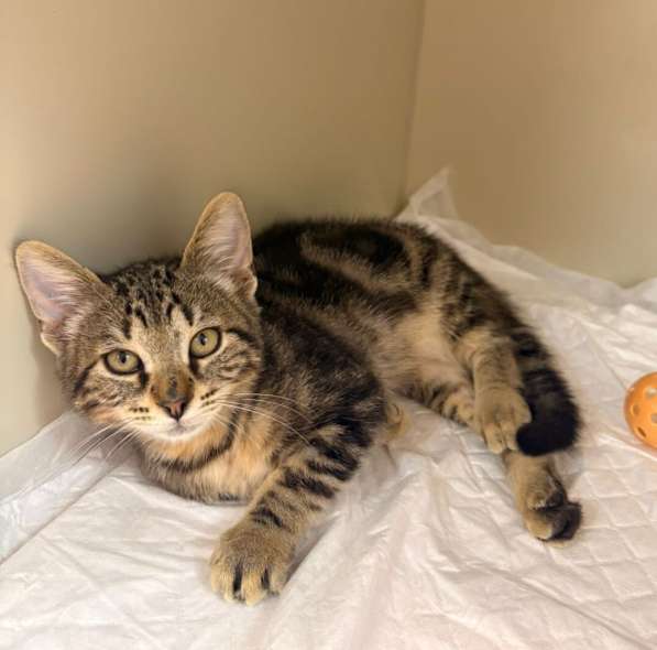 Мраморный котёнок Чип в добрые руки в Москве