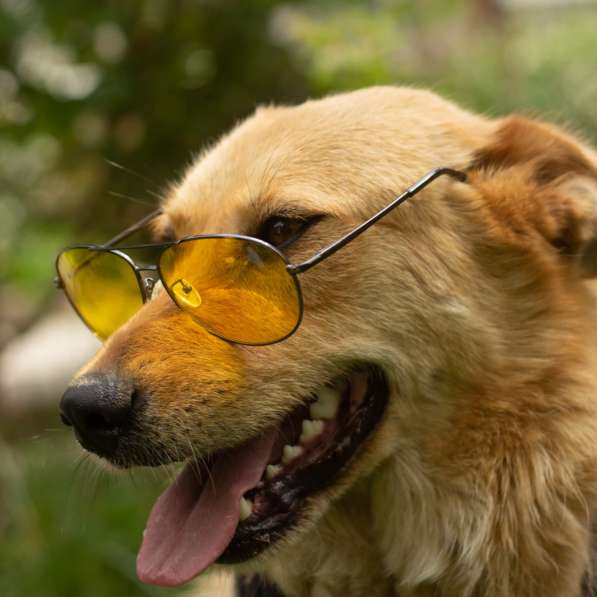 Милая игривая собака-золотинка в Санкт-Петербурге