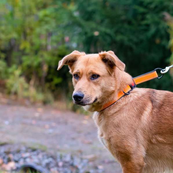 Мягкая и послушная молодая собака ищет дом в Санкт-Петербурге фото 17