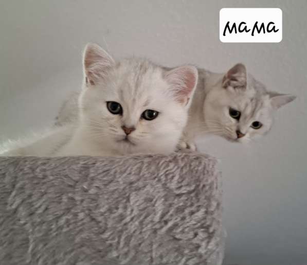 Британские котята в фото 17