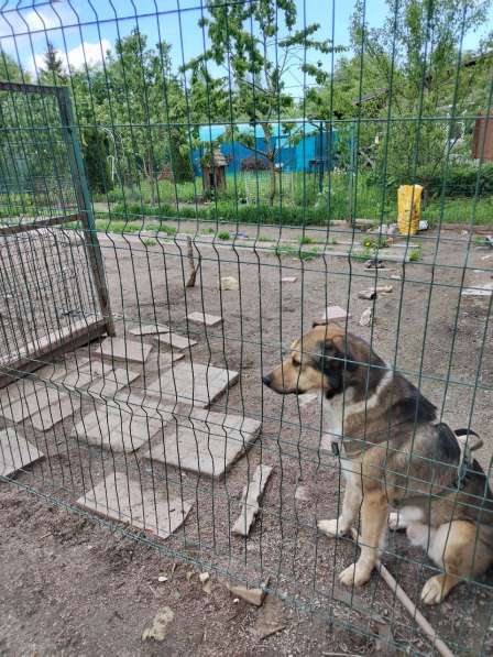 Домашний пёс-потеряшка ищет новую семью в Санкт-Петербурге фото 4