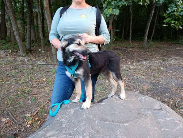 Хорошенький щенок с пушистыми ушками в Санкт-Петербурге