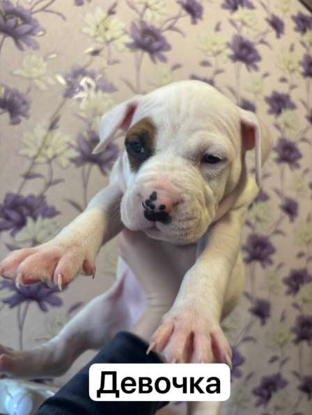 Щенки амстаффа в Кирово-Чепецке