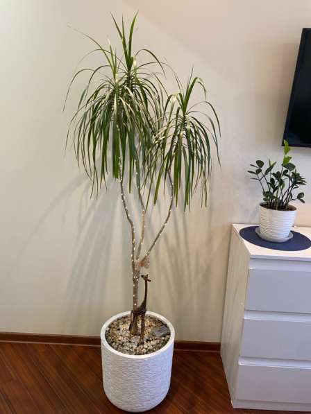 Пальма драцена в Москве фото 3