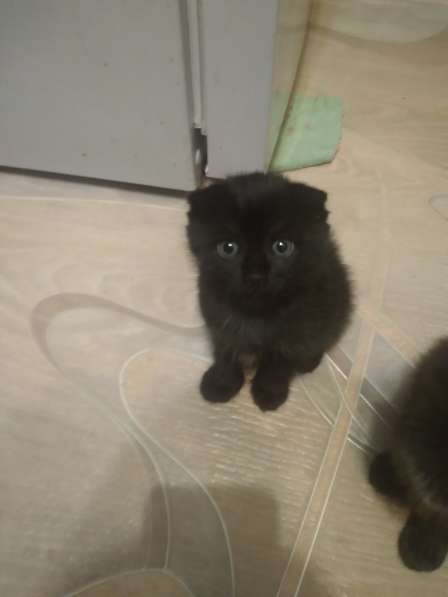 Продам вислоухих котят в Красноярске