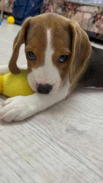 Щенок Бигль в Челябинске фото 3