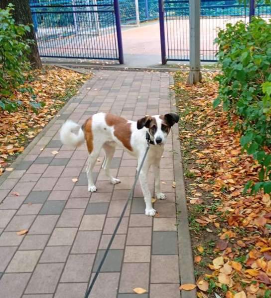 Познакомьтесь с невероятно спокойным и умным Арни! в Москве