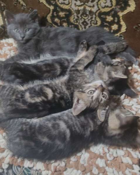 Котенок в добрые руки в фото 7