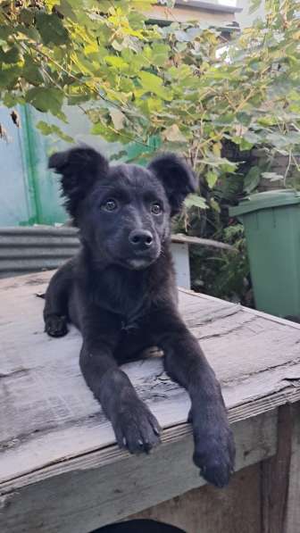 Маленький щенок с пушистыми ушками в Санкт-Петербурге фото 4