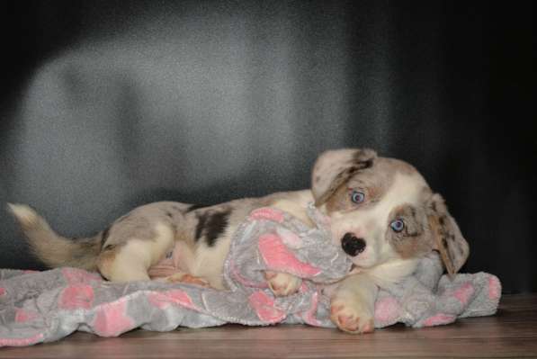 Щенок вельш корги кардигана мальчик в Москве фото 10