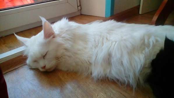Шикарный белоснежный котик мейн-кун в Москве фото 3