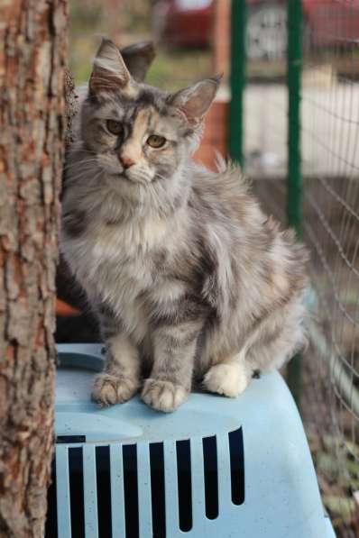 Питомник кошек породы мейн-кун Diamond Rush в Таганроге