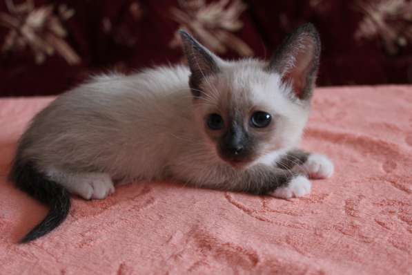 Котята сноу-шу в Белгороде фото 8