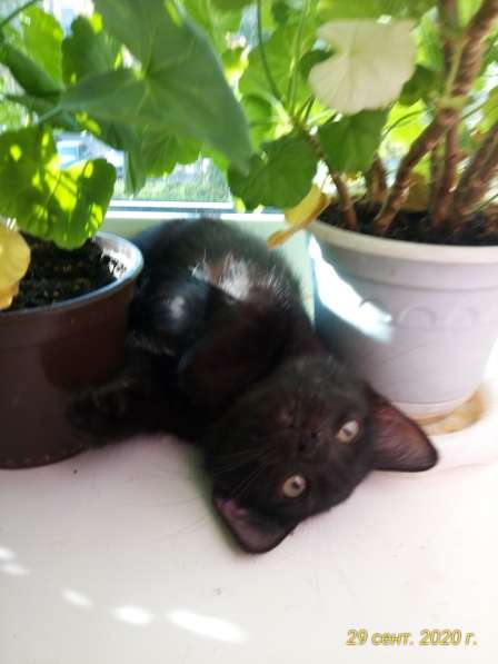 Отдам котят в добрые руки в Уфе