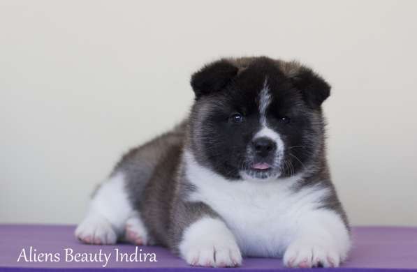 Щенки Американской акиты в Санкт-Петербурге фото 40