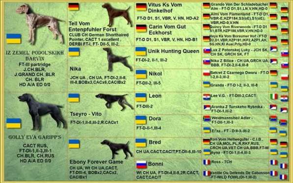 Курцхаар Щенки в фото 32