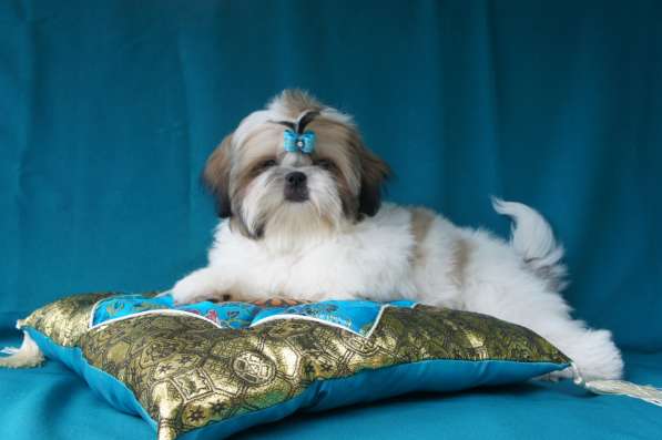 Щенки ши-тцу в Москве фото 19