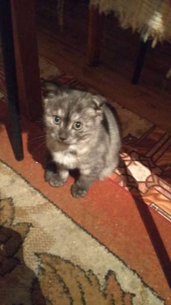 Шотландская вислоухая в Челябинске фото 10