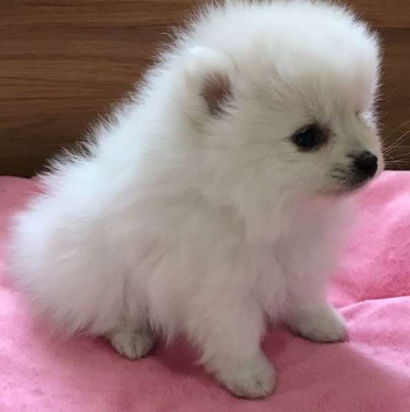 Щенята померанского шпица в Самаре