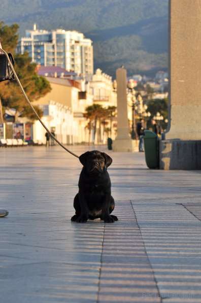 Кобель кане корсо в Симферополе фото 27