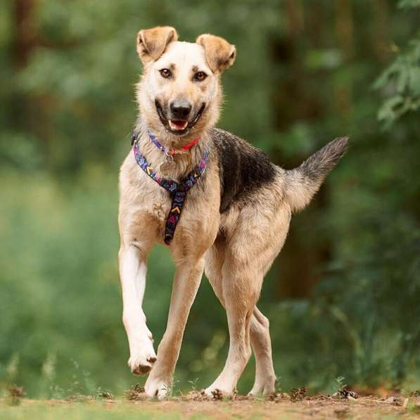 Чудесная собака Мира в добрые руки в Москве фото 24