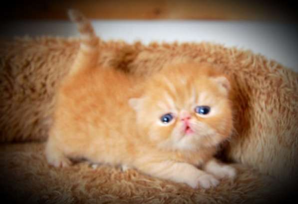 Экзотическая девочка в Вологде фото 3