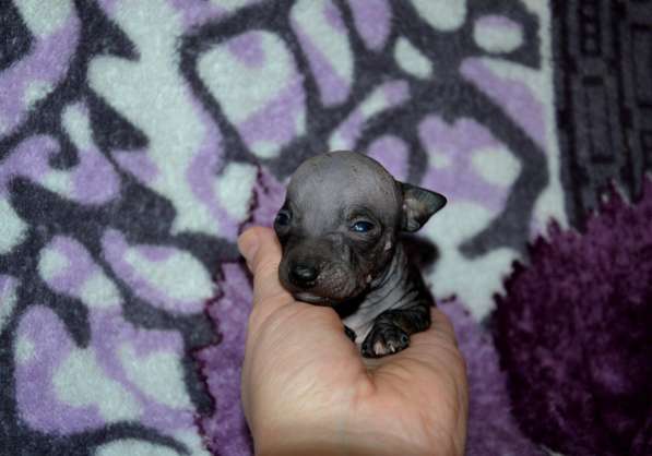 Американский голый терьер, щенки в Королёве фото 7