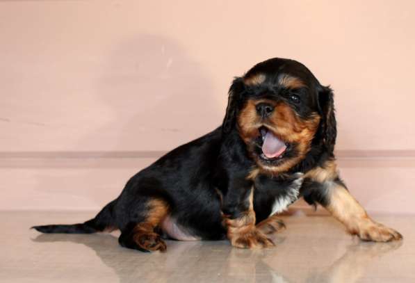 Щенки кавалер кинг чарльз спаниель в Москве фото 5