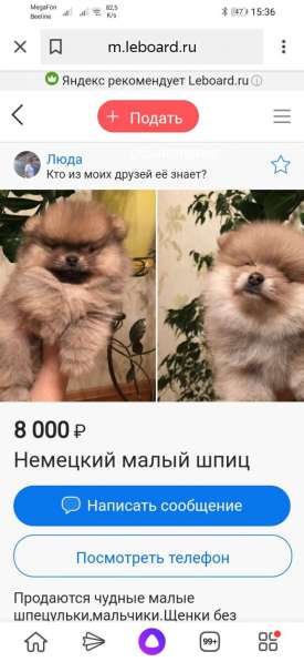 Куплю щенка микро шпица