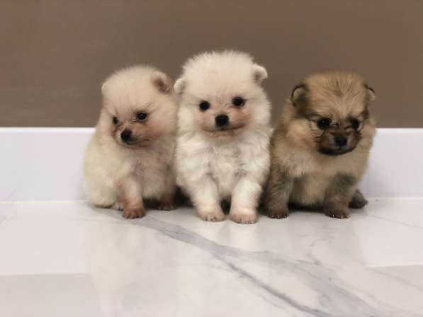 Щенки шпица в фото 12