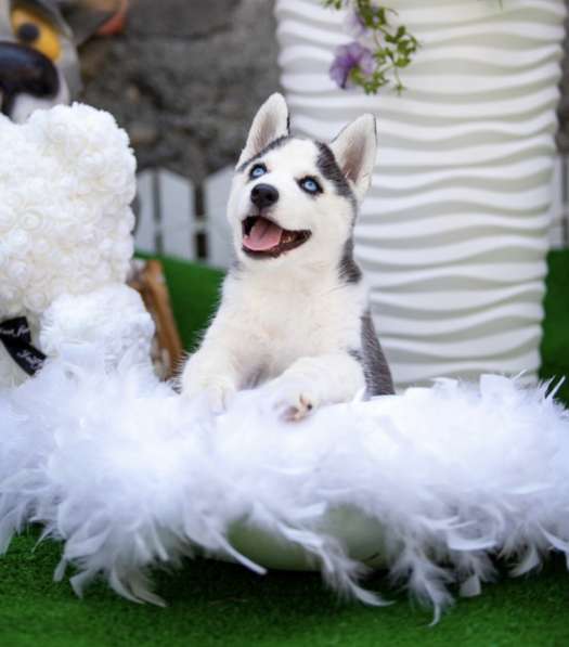 Продажа породистых щенков Хаски в Москве фото 9