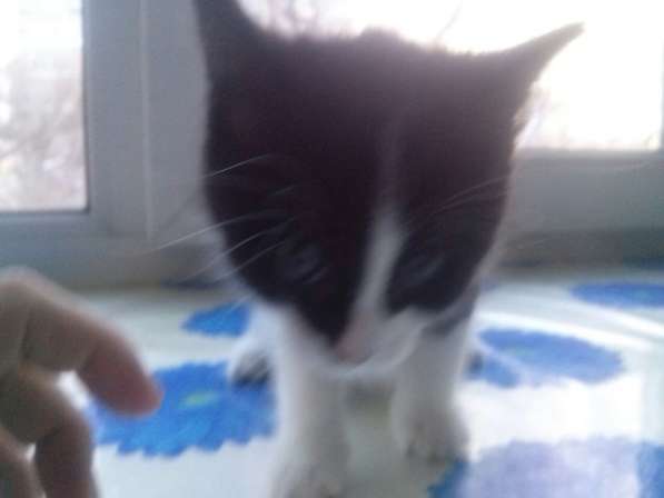 Черно-белого котенка отдам бесплатно в Хабаровске фото 3
