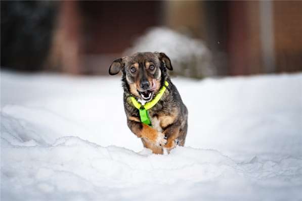 Маленькая собака Тося в добрые руки в Москве