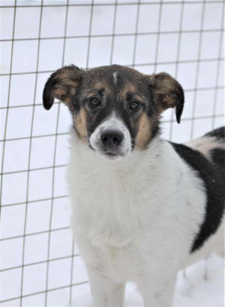 Трогательный щенок Санта ищет семью! в Москве фото 9