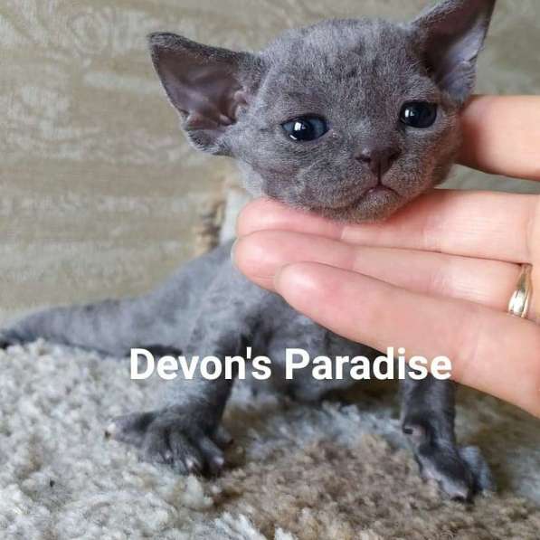 Devon Rex в Санкт-Петербурге