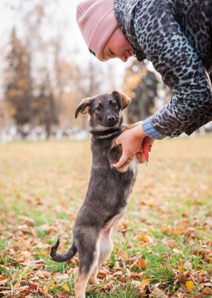 Киоко - щенок в добрые руки в Ногинске фото 3