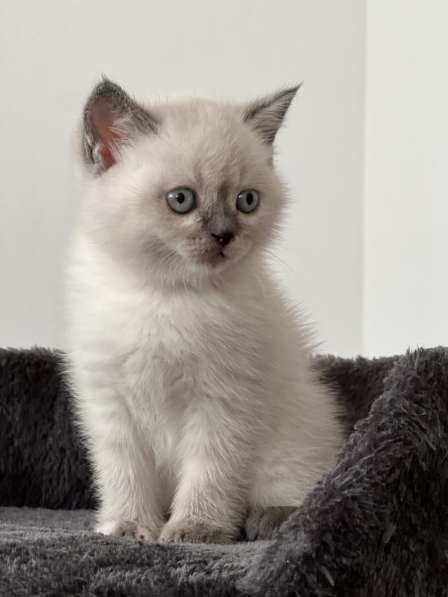 Продаю британских милых котят в фото 4