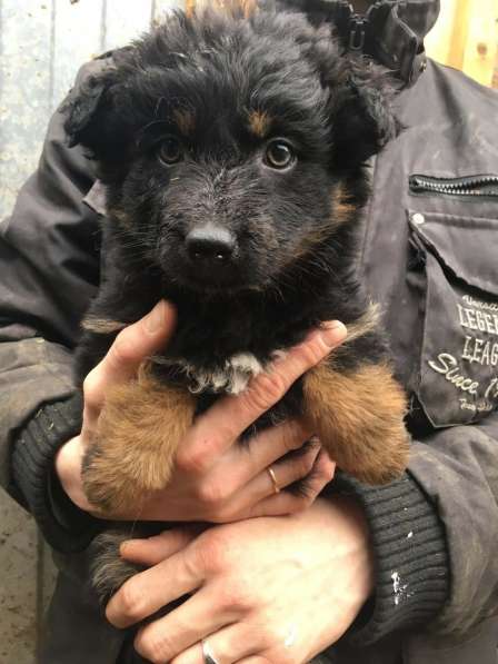 Собака щенок