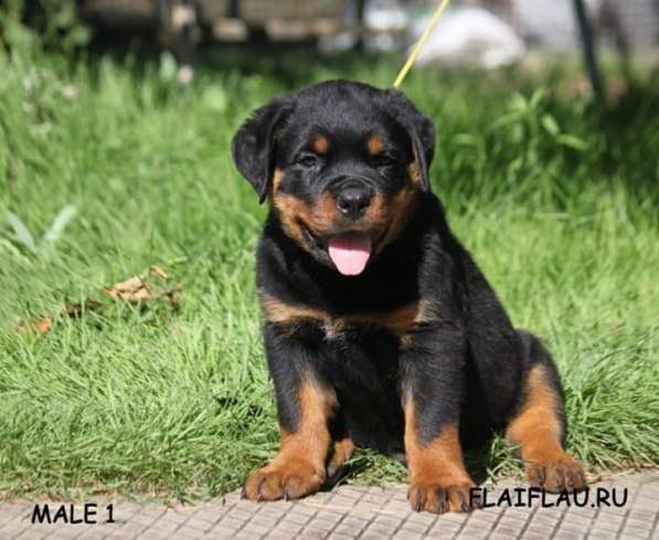 Современные щенки ротвротвейлера в Волгограде фото 3