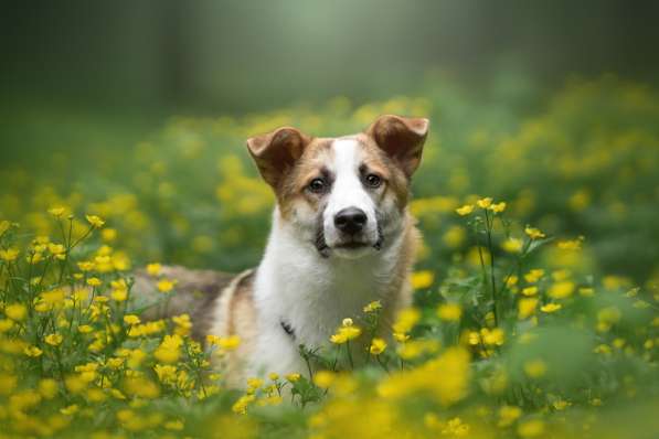 Молодой, активный красавец Пряник ищет дом! в Москве фото 12
